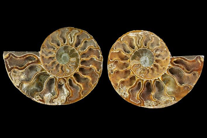 Agatized Ammonite Fossil - Crystal Filled Chambers #145839
